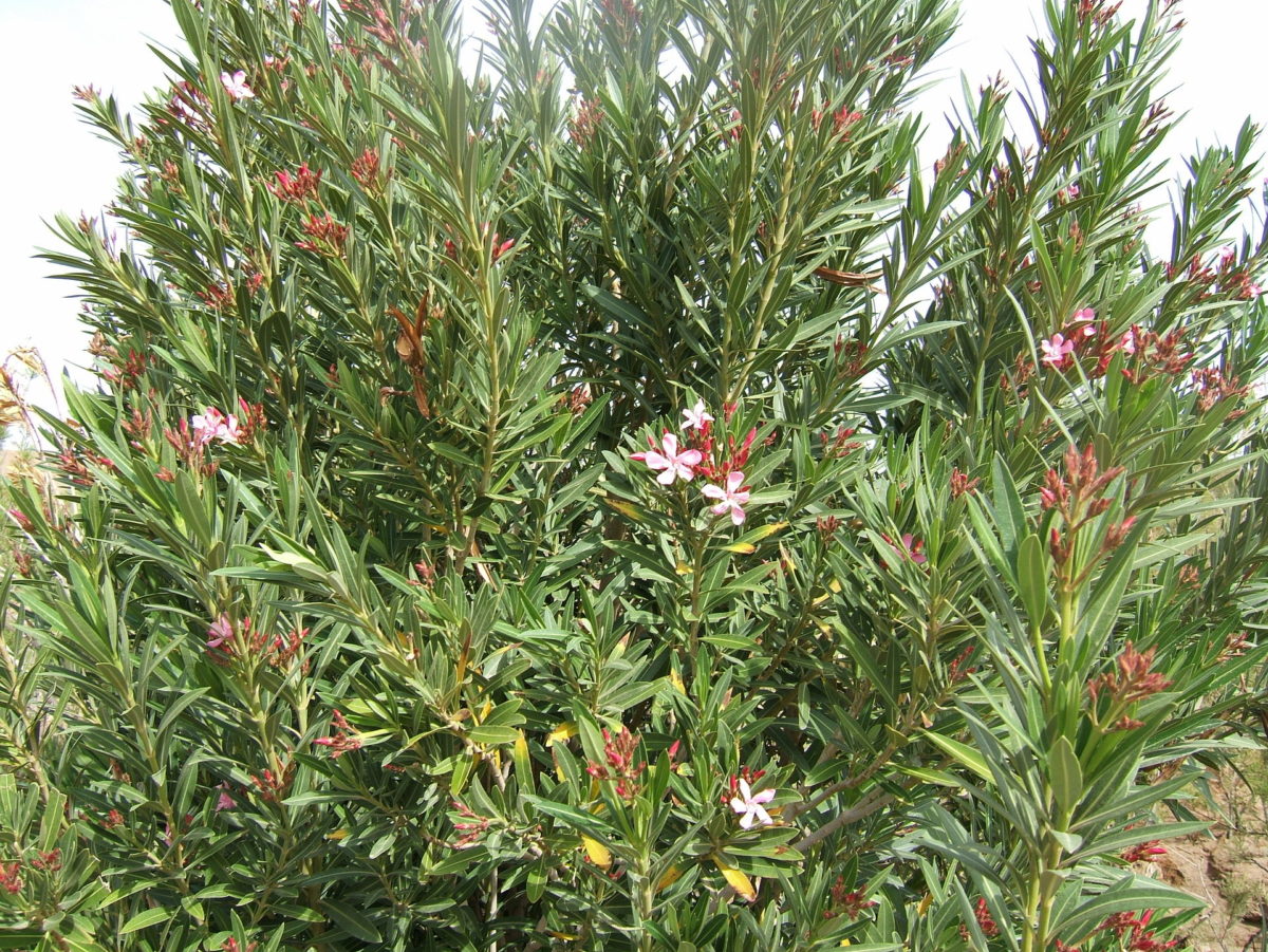 Oleander