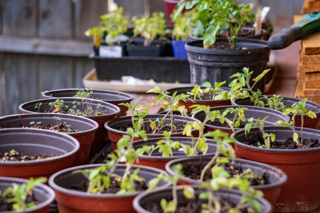 Tomatos started in pots