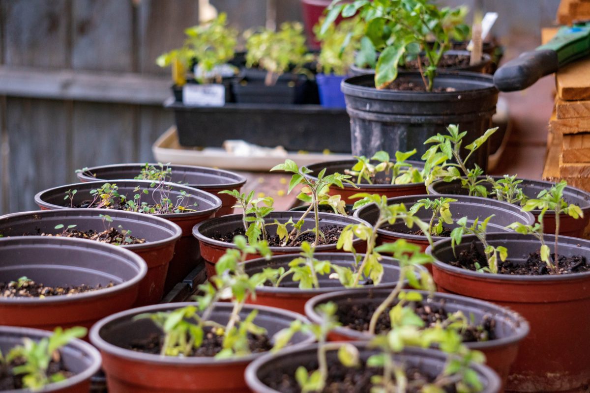 Tomatos started in pots