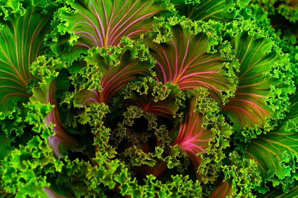 Crazy colors in leafy greens