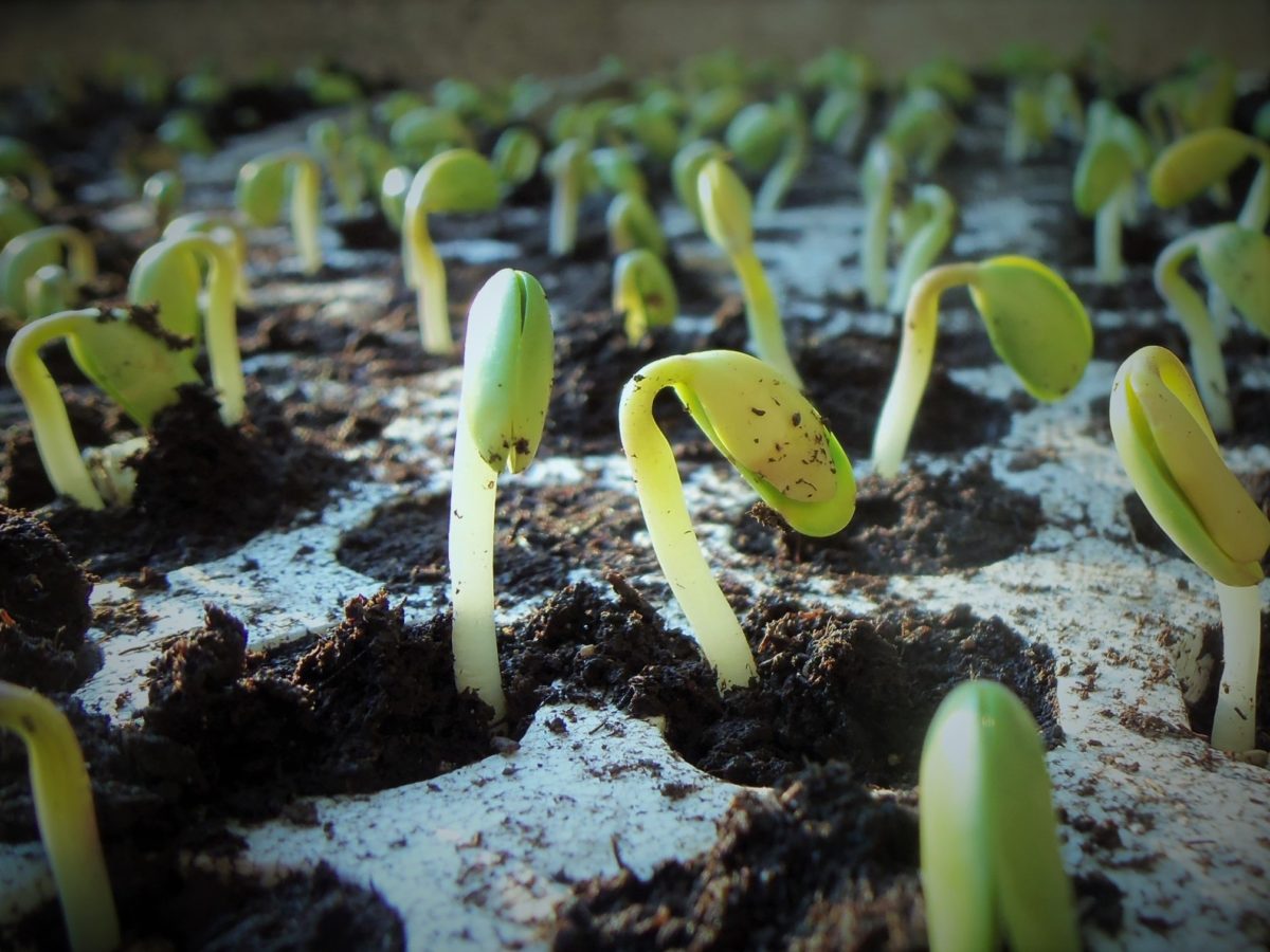 Seedlings push through the soil