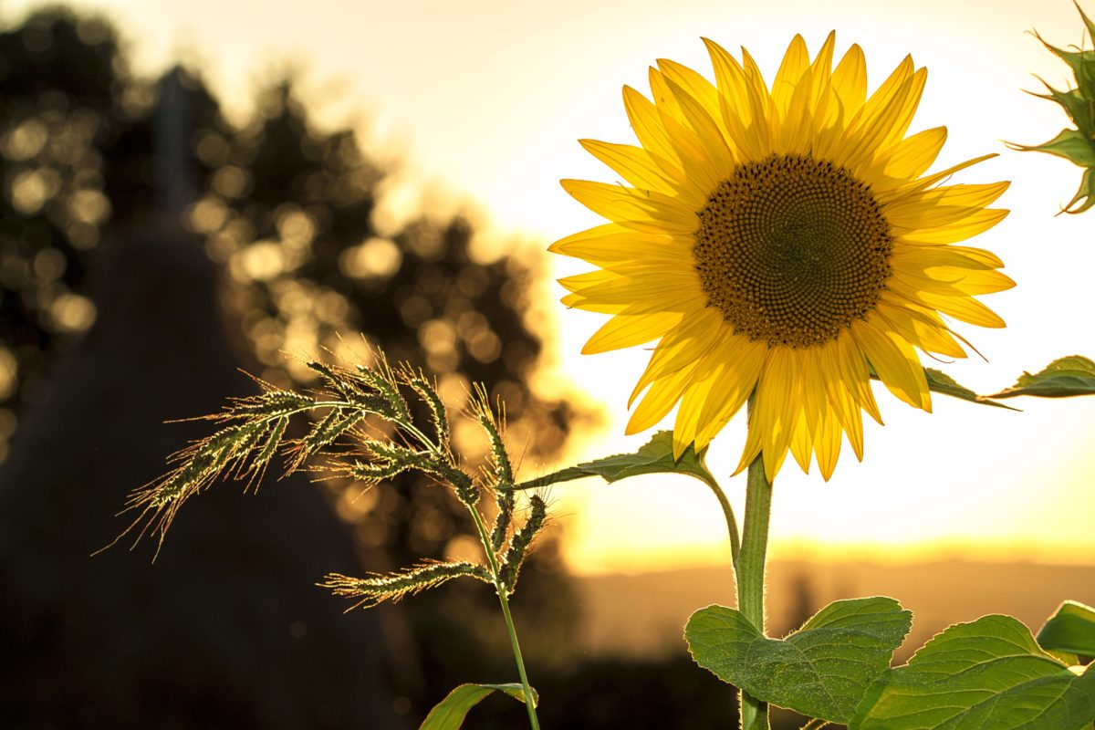 the sun rises behind a sunflower and weat